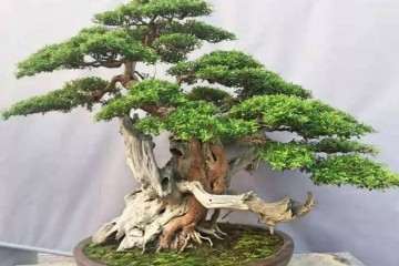 2019 马店市林溪杯盆景展