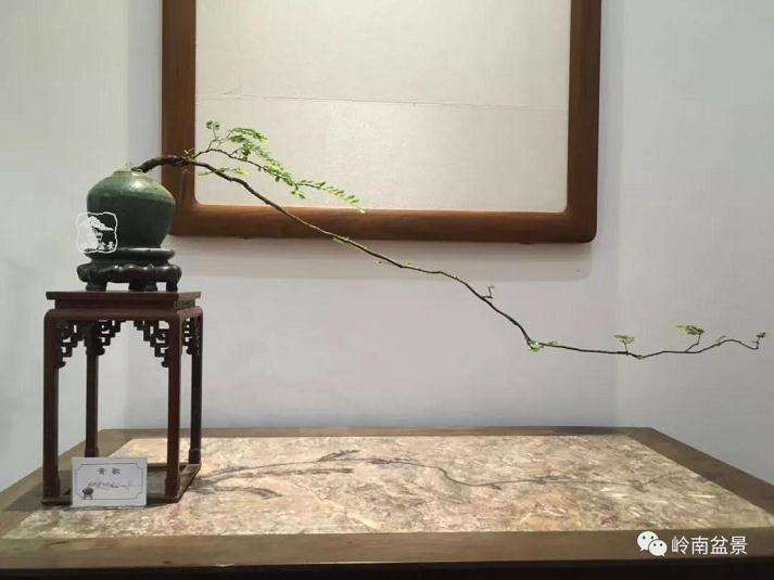 文人树盆景艺术受业界追捧的热度始终不减