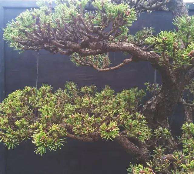 盆景怎么脱衣换锦的5个技法