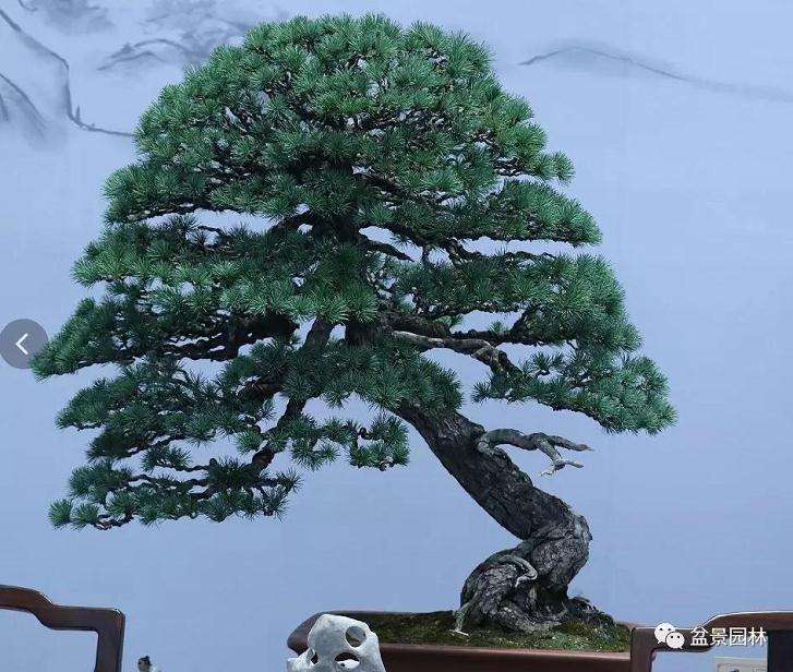 中国盆景流派展厅