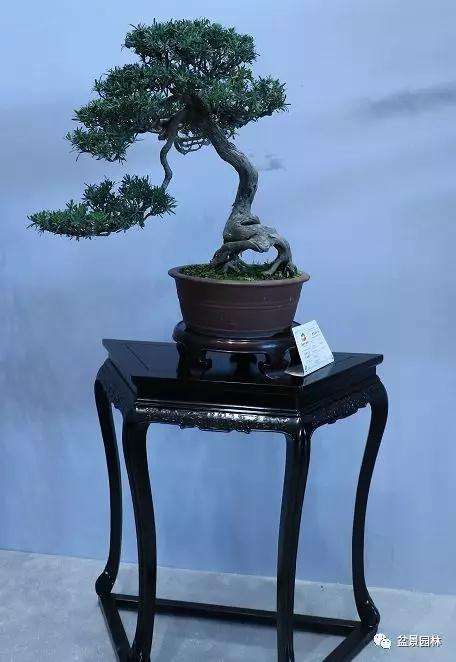 中国盆景流派展厅
