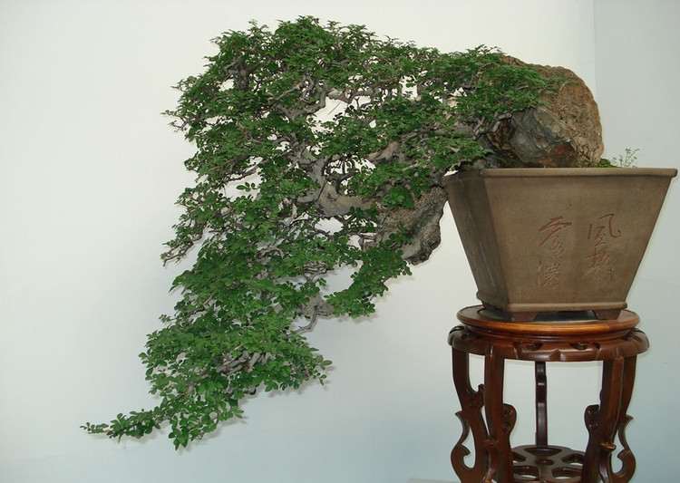 翻盆树桩盆景怎么经常浇水的方法