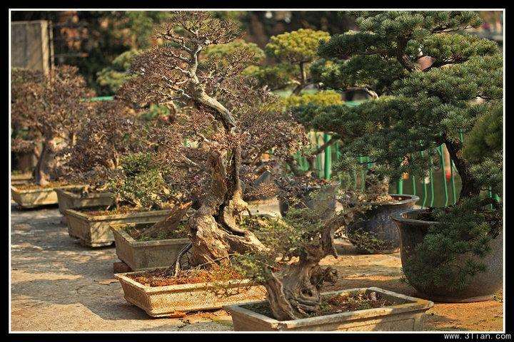 树桩盆景施肥不当