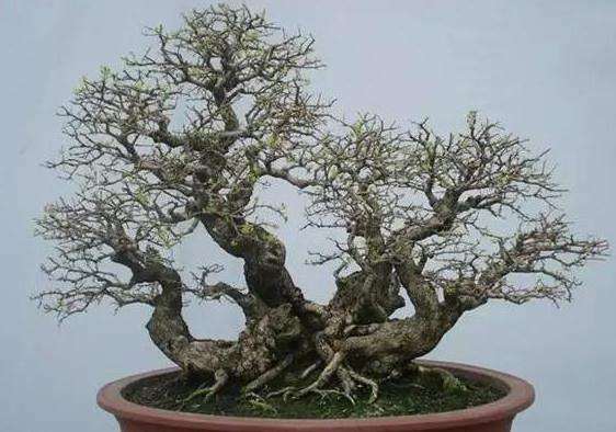 春天树桩盆景怎么浇水最好