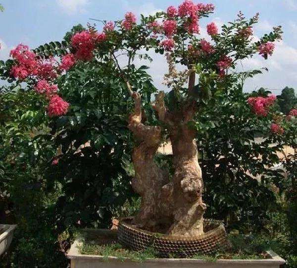 紫薇树盆景怎么嫁接方法