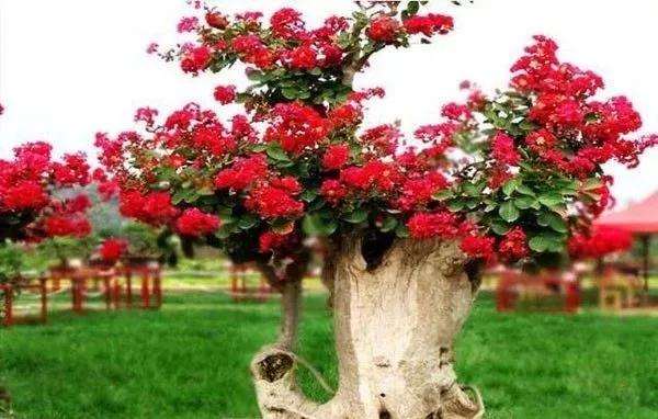 紫薇树盆景怎么嫁接方法