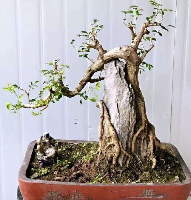 附石盆景怎么栽植上盆的方法