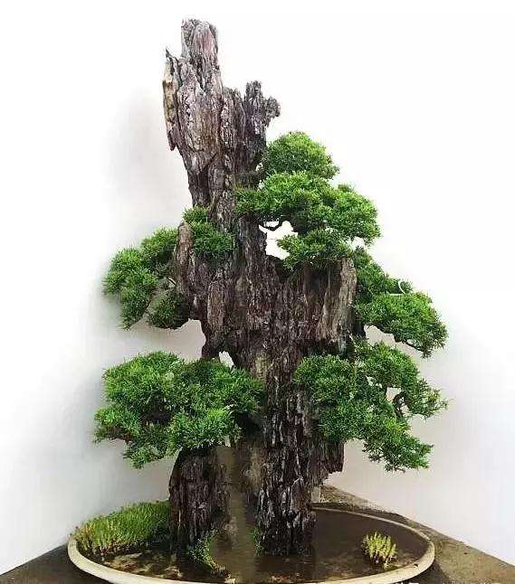 附石盆景怎么栽植上盆的方法