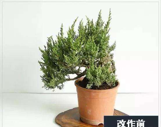 图解 系鱼川真柏附石盆景怎么制作