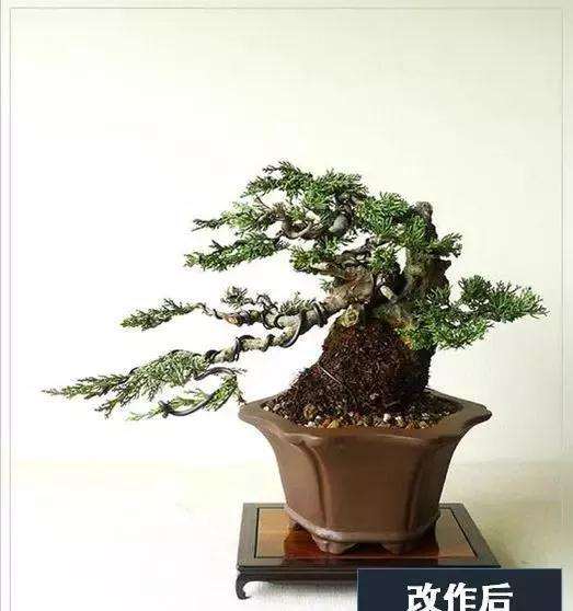 图解 系鱼川真柏附石盆景怎么制作