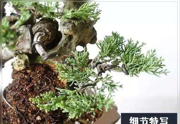 图解 系鱼川真柏附石盆景怎么制作