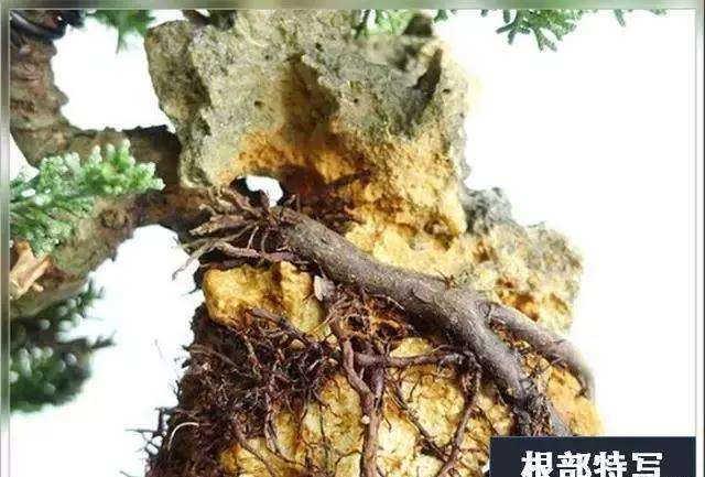 图解 系鱼川真柏附石盆景怎么制作