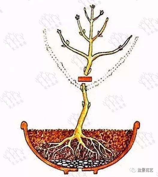 小树苗盆景怎么修剪枝条的方法