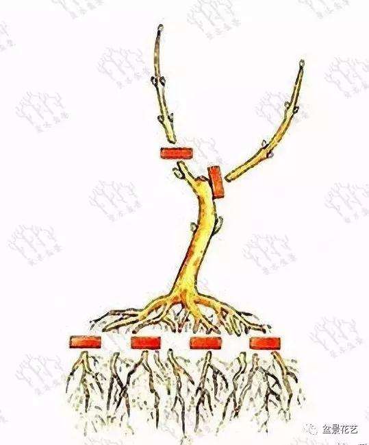 小树苗盆景怎么修剪枝条的方法