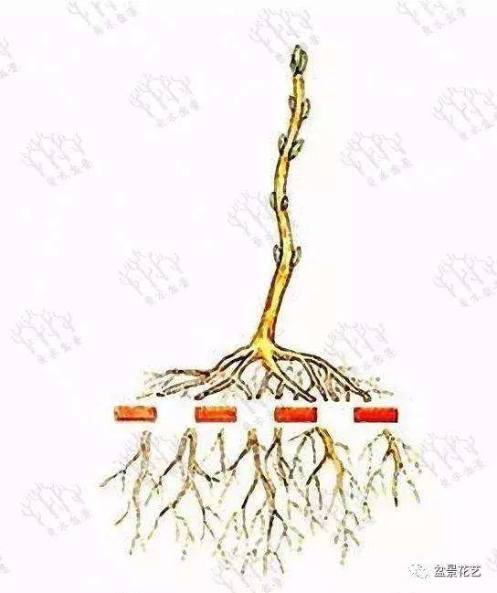 小树苗盆景怎么修剪枝条的方法