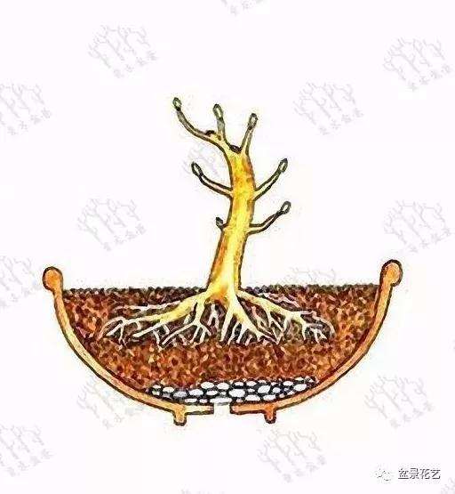 小树苗盆景怎么修剪枝条的方法