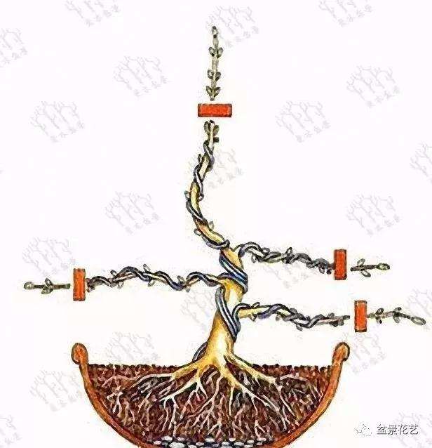 小树苗盆景怎么修剪枝条的方法