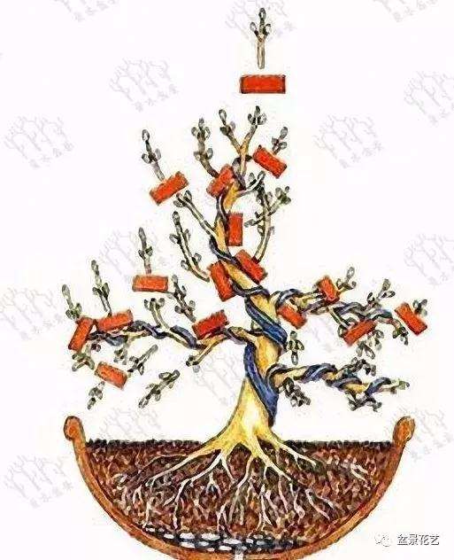 图解 小树苗盆景怎么修剪枝条的方法