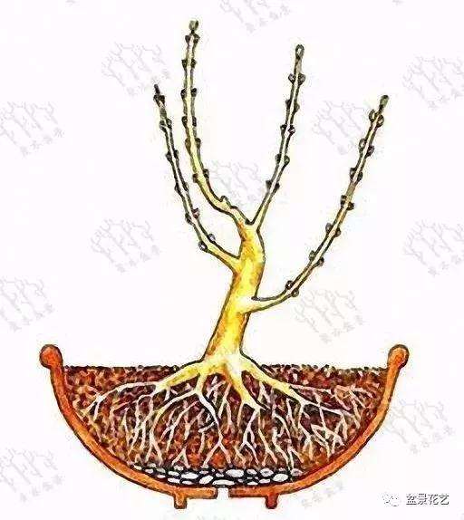 小树苗盆景怎么修剪枝条的方法