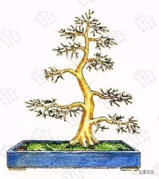 小树苗盆景怎么修剪枝条的方法