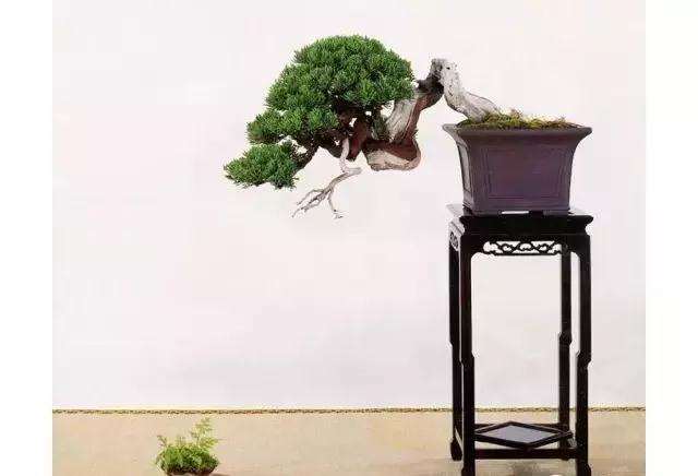 盆景残缺美与民族审美意识的关系