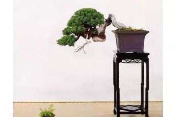 盆景残缺美与民族审美意识的关系