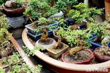 盆景养成这样才上档次 一盆4000老爸不舍得卖