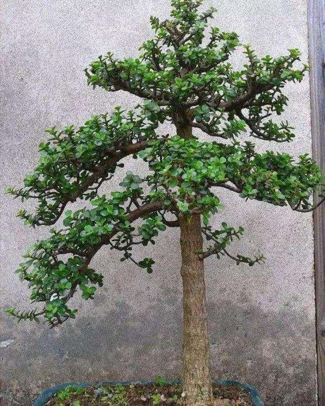 金枝玉叶盆景怎么浇水修剪的方法