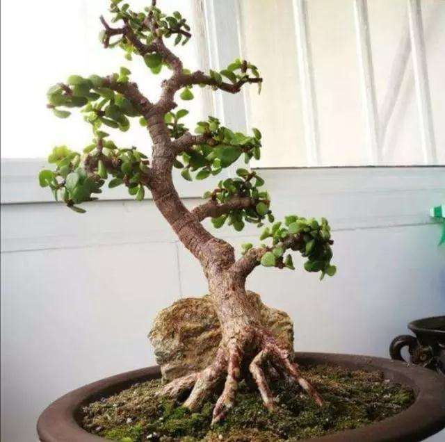 金枝玉叶盆景怎么浇水修剪的方法