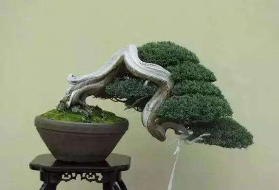 垂头就是说盆景植物中的枝头有向下垂的趋势