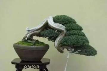 垂头就是说盆景植物中的枝头有向下垂的趋势