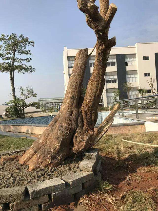 大型三角梅盆景造型设计图