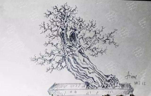 大型三角梅盆景造型设计图