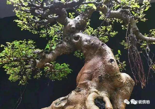 养了十年的小叶榕盆景