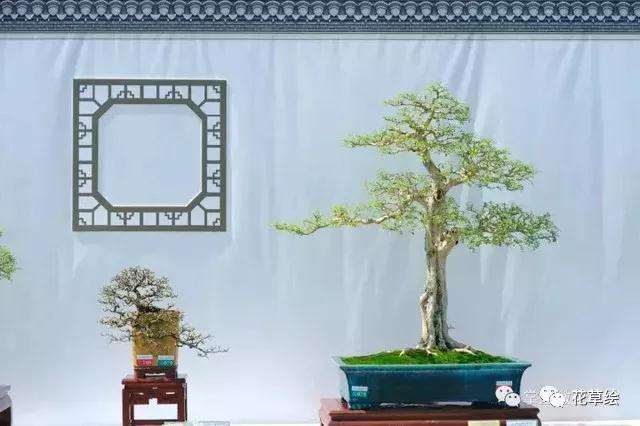 树桩盆景在冬季怎么防寒的技巧