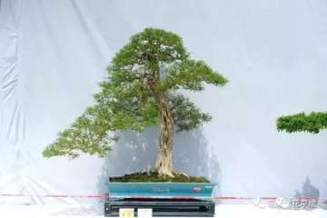 树桩盆景在冬季怎么防寒的技巧