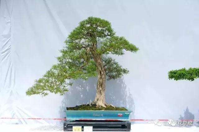 观赏性盆景在冬天怎么浇水的方法