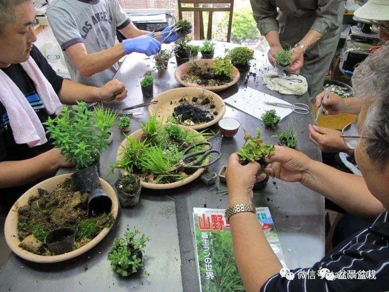 希望同为雅好盆景的青年新进都是智者