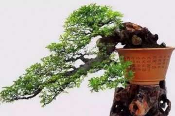 榆树盆景怎么移栽浇水的方法