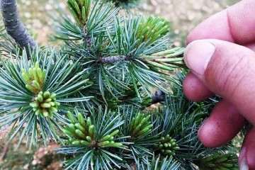五针松盆景怎么摘芽疏叶的方法