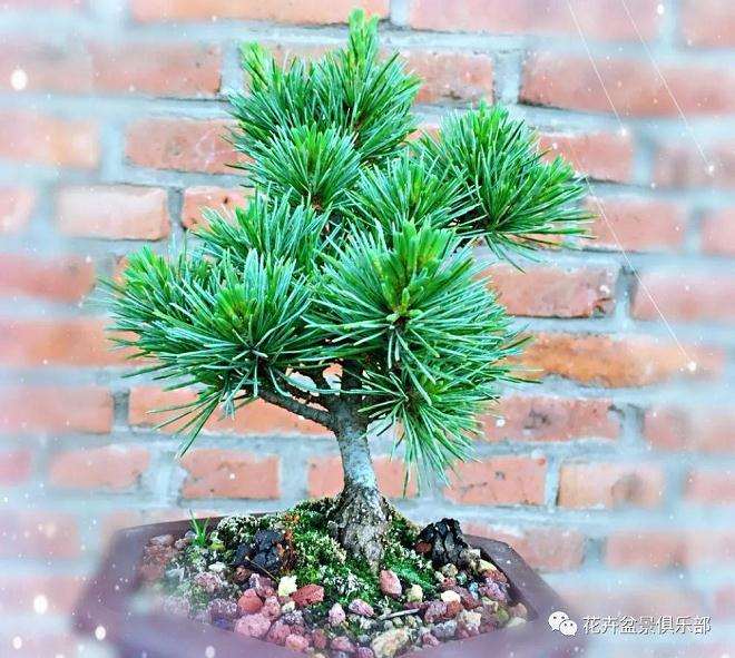 五针松盆景几月份造型修剪最好