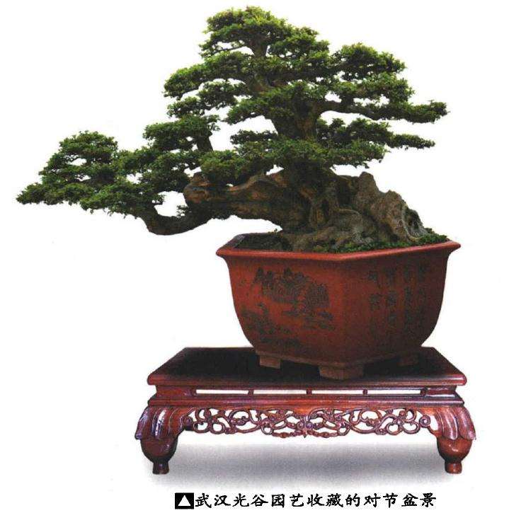 2019北京世园会盆景国际竞赛在8月举办