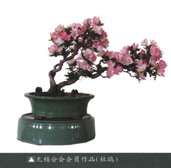 2019年 江苏盆景联盟无锡分会成立