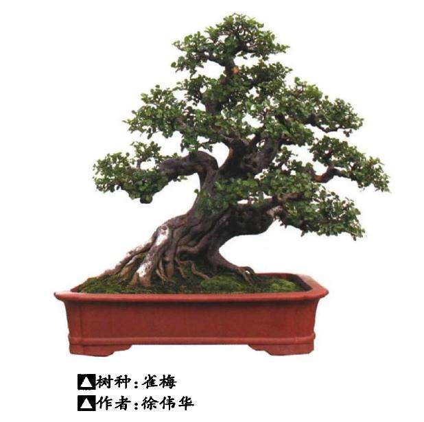 广西玉林举办盆景联谊活动