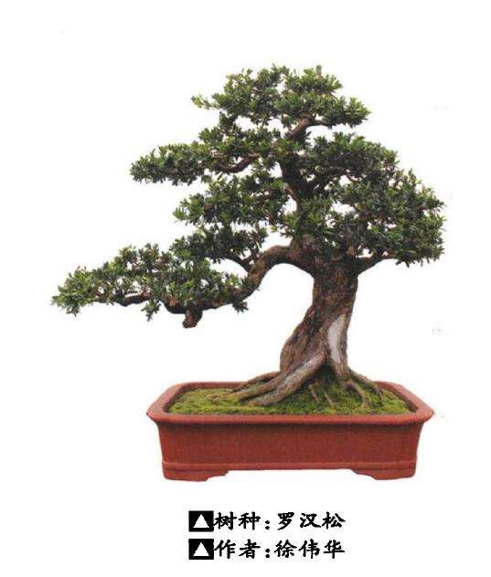 广西玉林举办盆景联谊活动