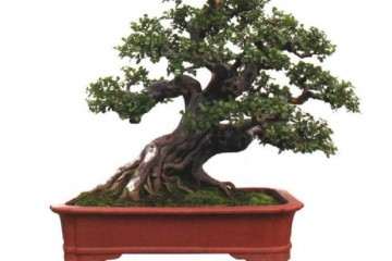 广西玉林举办盆景联谊活动