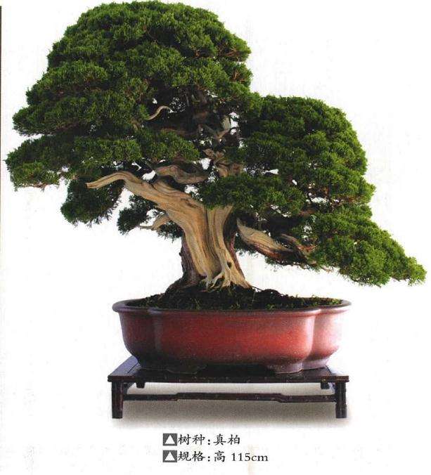 中国盆景艺术家协会会长鲍世骥首开先河