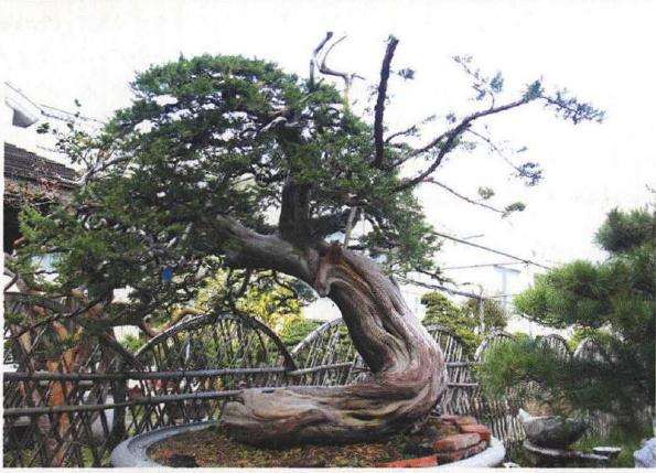 苏州盆景发展十分迅速