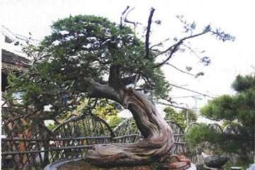 改革开放后 苏州盆景发展十分迅速