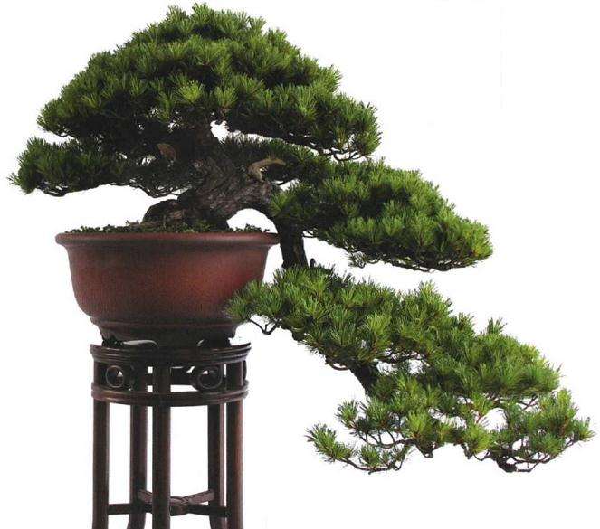 您盆景树种选择上有什么心得